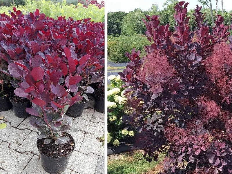 perukowiec-cotinus
