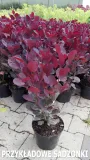 perukowiec-cotinus-rodzaj-rosliny-inny