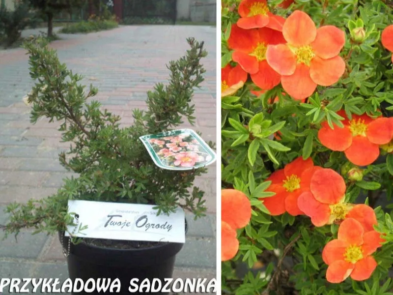 pieciornik-czerwony-nr-714a-rodzaj-rosliny-inny