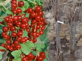 porzeczka-pn-czer-ribes-rubrum-jonkhers