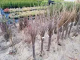 porzeczka-pn-czer-ribes-rubrum-jonkhers-styl-ogrod-nowoczesny