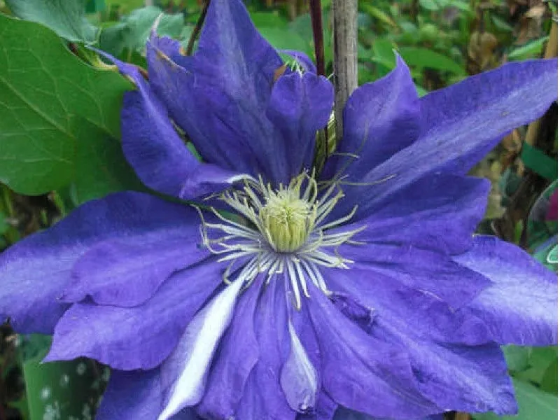 powojnik-clematis-daniel-deronda