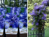 powojnik-clematis-daniel-deronda-rodzaj-rosliny-inny