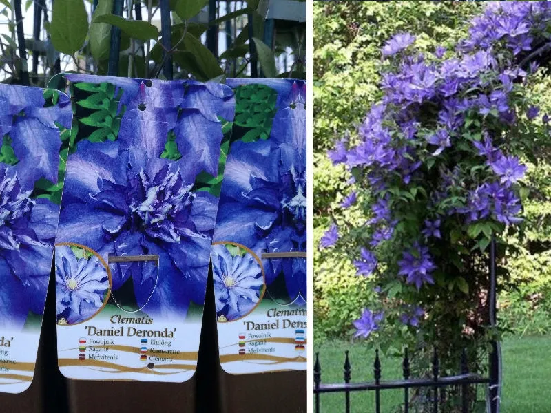 powojnik-clematis-daniel-deronda-rodzaj-rosliny-inny