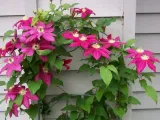 powojnik-clematis-sunset