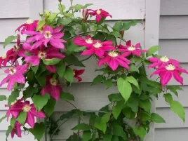 powojnik-clematis-sunset