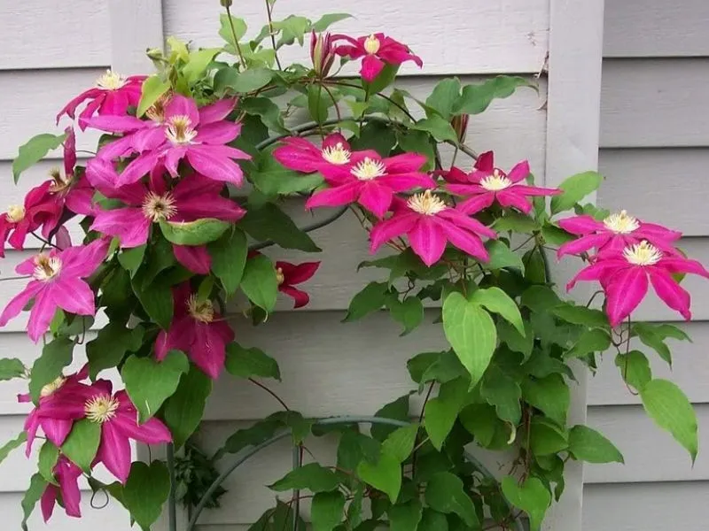 powojnik-clematis-sunset