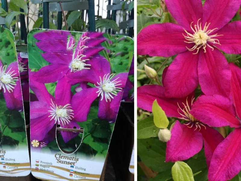 powojnik-clematis-sunset-rodzaj-rosliny-inny