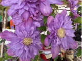 powojnik-clematis-vyvyan-pennell