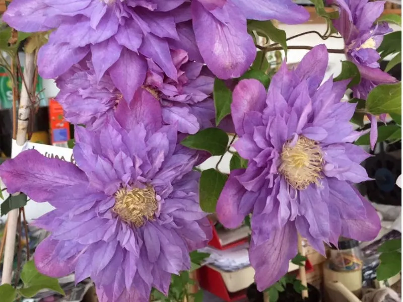powojnik-clematis-vyvyan-pennell