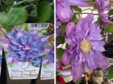 powojnik-clematis-vyvyan-pennell-rodzaj-rosliny-inny