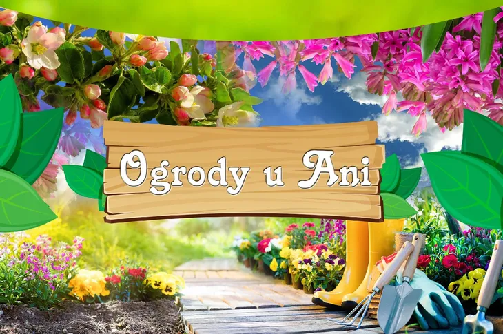 powojnik-clematis-vyvyan-pennell-roslina-w-postaci-sadzonka-w-pojemniku-1-2l