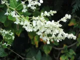 rdes-fallopia-auberti-auberta