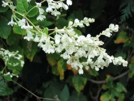 rdes-fallopia-auberti-auberta
