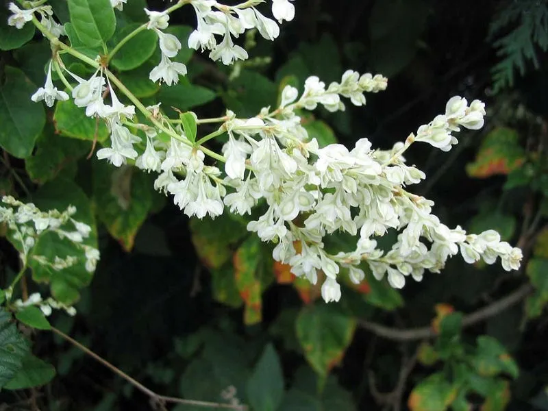 rdes-fallopia-auberti-auberta