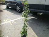 rdes-fallopia-auberti-auberta-styl-ogrod-nowoczesny