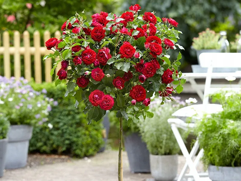 roza-pienna-rose-czerwona