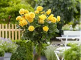 roza-pienna-rose-zolta
