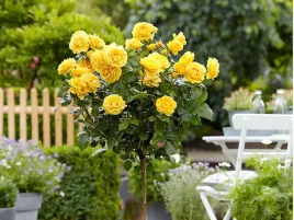 roza-pienna-rose-zolta