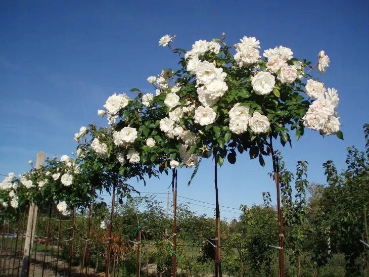 roza-pienna-rose-biala