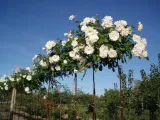 roza-pienna-rose-biala