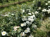 roza-pienna-rose-biala-mini