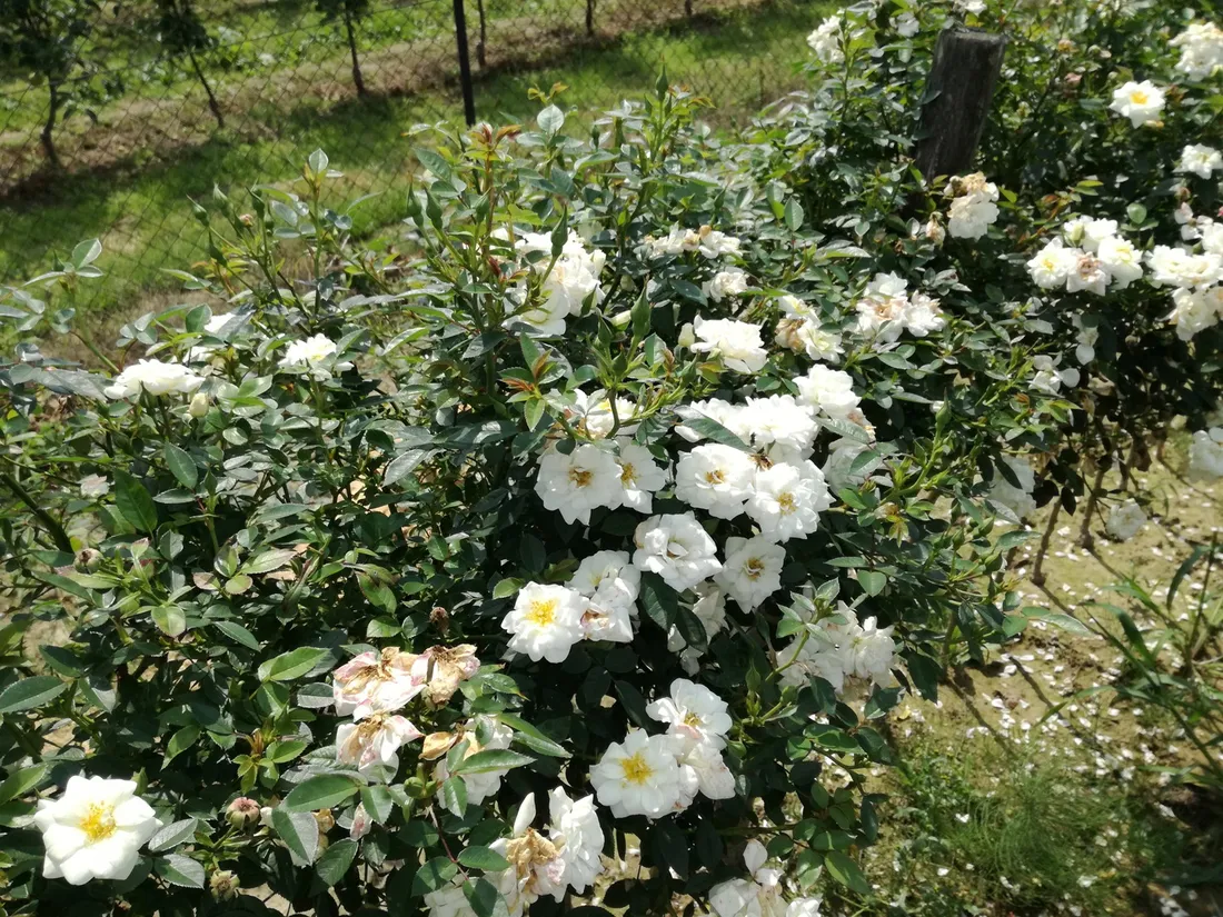roza-pienna-rose-biala-mini