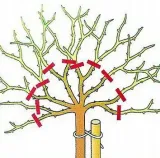 roza-pienna-rose-biala-mini-roslina-w-postaci-sadzonka-z-golym-korzeniem