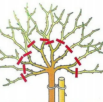 roza-pienna-rose-biala-mini