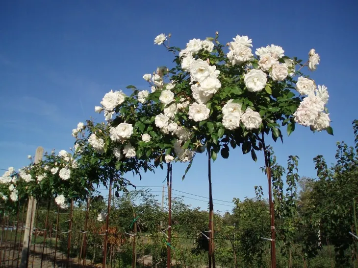 roza-pienna-rose-biala