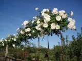 roza-pienna-rose-biala