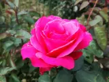 roza-pienna-rose-biskupia