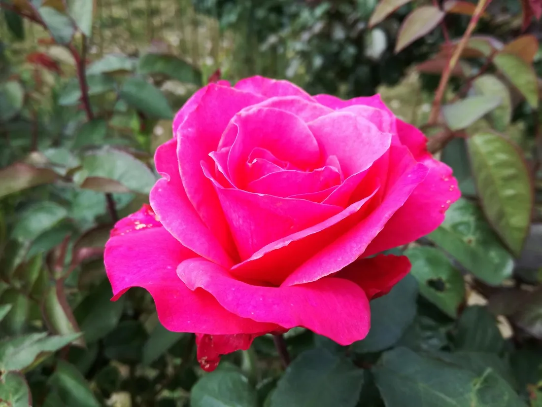 roza-pienna-rose-biskupia