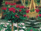 roza-pienna-rose-bordowa