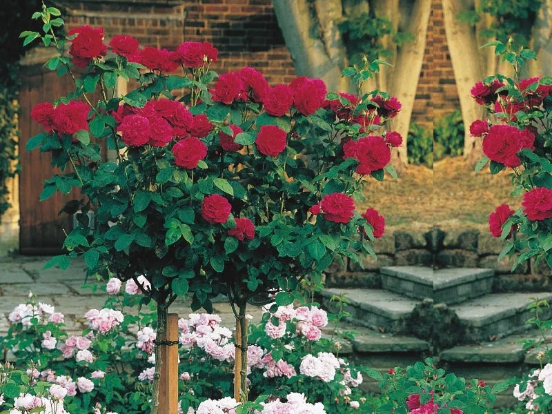 roza-pienna-rose-bordowa