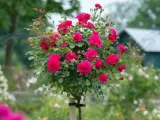 roza-pienna-rose-czerwona-mini