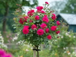 roza-pienna-rose-czerwona-mini