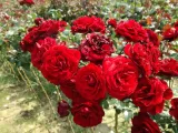 roza-pienna-rose-czerwona