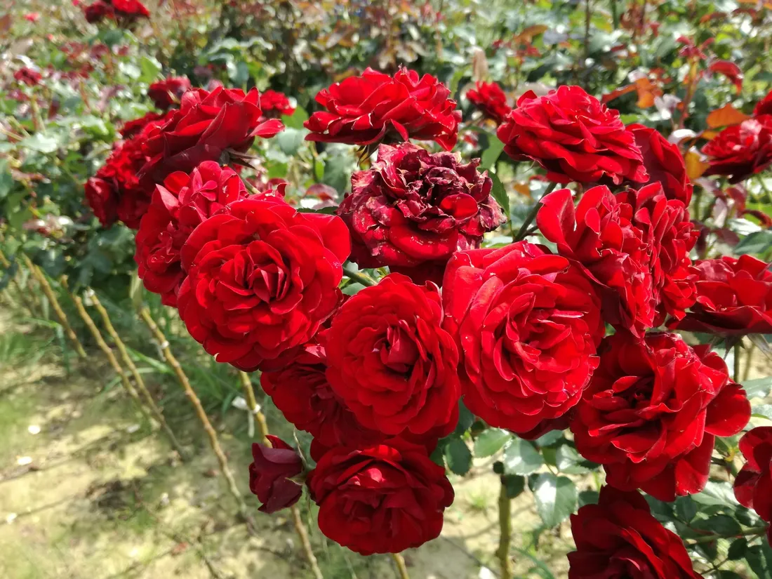roza-pienna-rose-czerwona