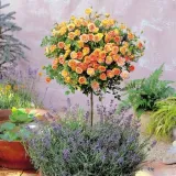 roza-pienna-rose-morelowa
