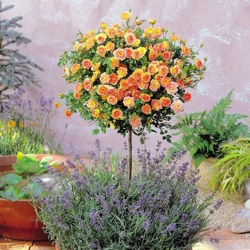 roza-pienna-rose-morelowa