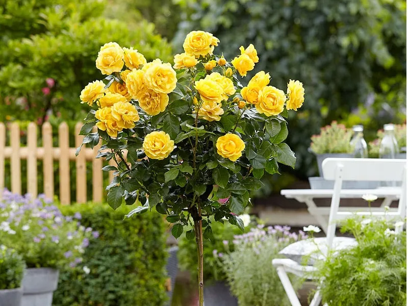 roza-pienna-rose-zolta