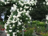 roza-pnaca-rosa-arvensis-biala