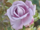roza-pnaca-rosa-arvensis-indigolette