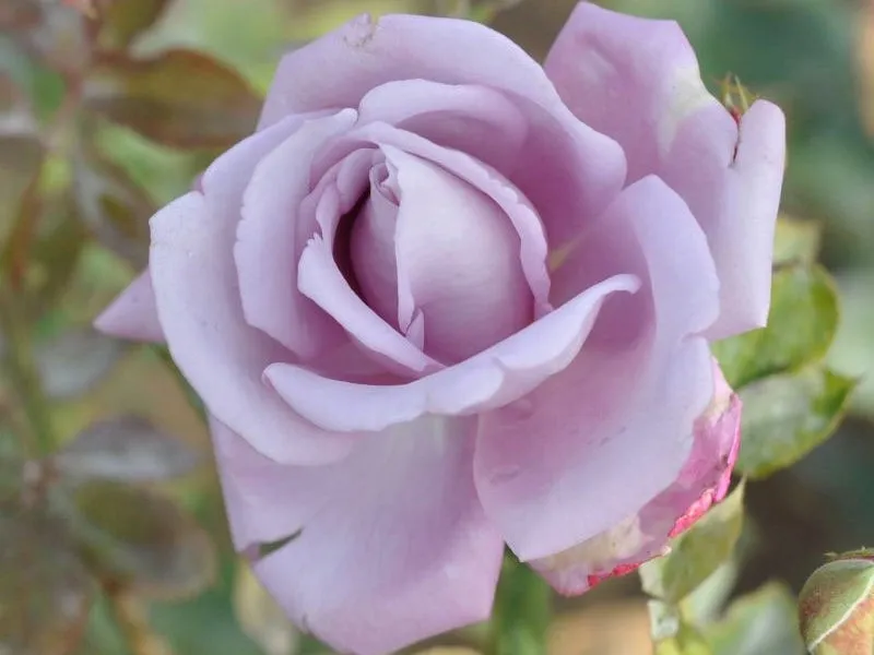 roza-pnaca-rosa-arvensis-indigolette
