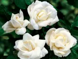 roza-rabatowa-rosa-multiflora-biala