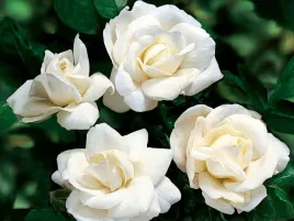 roza-rabatowa-rosa-multiflora-biala