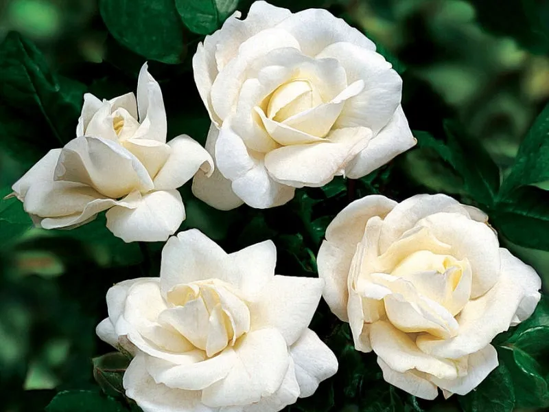 roza-rabatowa-rosa-multiflora-biala