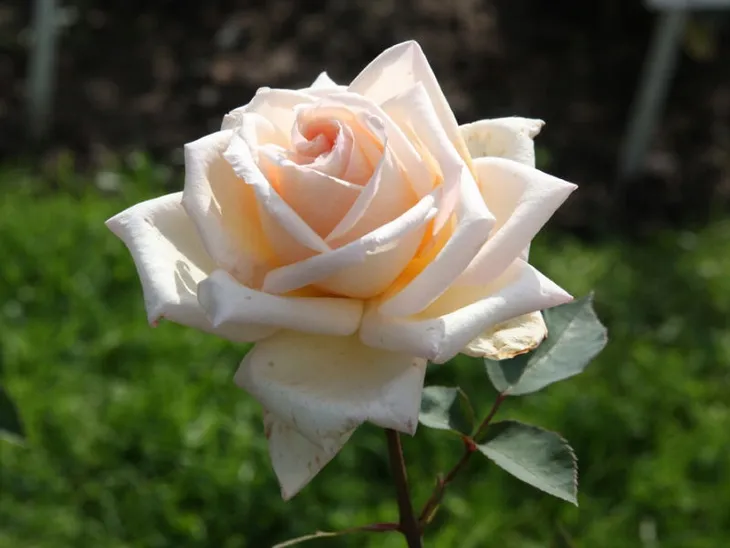 roza-rabatowa-rosa-multiflora-ecri