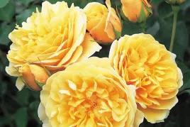 roza-rabatowa-rosa-multiflora-zolta